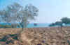 wpe4.jpg (52442 byte)